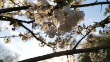 Printemps à Issy