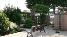 Arbres du cimetière