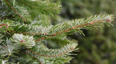 Trouvez l'enclos à sapin le plus proche de chez vous