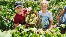 Des élèves de CM2 aux vendanges d'Issy