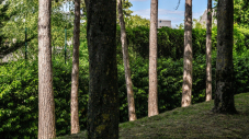 De nouvelles plantations d'arbres à Issy