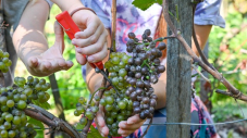 Vendanges