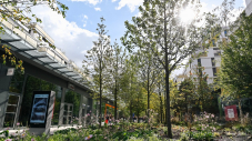 Une végétalisation en constante augmentation à Issy-les-Moulineaux !