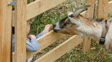 Issy, « Amie des Animaux »
