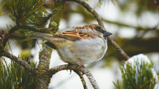 Suivi de la faune locale : GPSO relance son Observatoire de la biodiversité