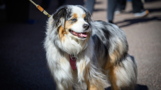 Un guide pratique pour mieux vivre avec les animaux en ville