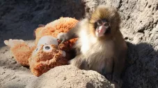 Punch, le petit singe au doudou qui a ému le monde… depuis notre ville jumelle d’Ichikawa