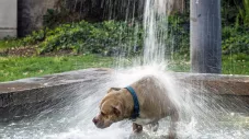Animaux de compagnie : les bons réflexes en cas de canicule 