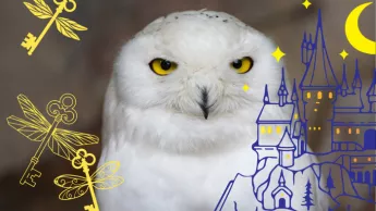 Nuit des livres Harry Potter