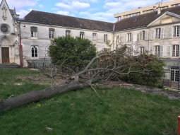 Arbre foyer de la solitude