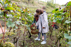 Les vendanges