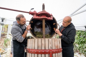 Les vendanges