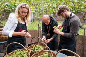 Les vendanges
