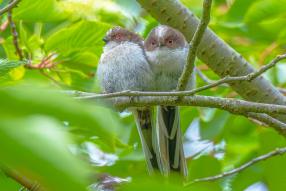 Concours Objectif Nature : la biodiversité capturée par les isséens  
