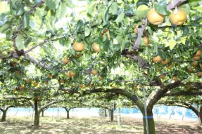 verger de poires nashi, spécialité d'Ichikawa