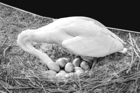 Catégorie 2 - Pauline Legrand - Comptage des petits