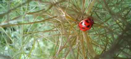 Catégorie 4 - Aude Lapinte - Coccinelle dans un labyrinthe