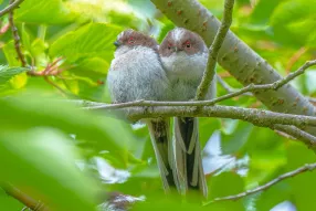 Prix du public - Bruno Lacire - Premiers regards sur leur environnement 