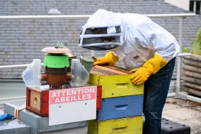 abeille