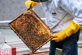 abeille