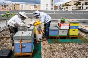 abeille