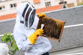 abeille
