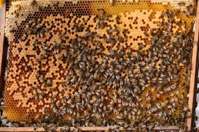 abeille