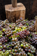 Les vendanges