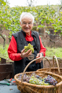 Les vendanges