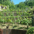Visite du Chemin des vignes