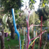 Visite libre des jardins familiaux de la pointe de l'île