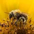 Projection-débat « Insecticides, comment l’agrochimie a tué les insectes »