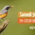 Cœur de Ville : comptage national Oiseaux des jardins