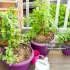 ISSY-LES-MOULINEAUX : Une jardinière de légumes pour mon balcon !