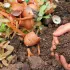 SEVRES - ♻️Découverte du compostage avec un maitre composteur 🌱