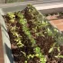 ISSY-LES-MOULINEAUX : Une jardinière de légumes pour mon balcon !
