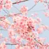 Hanami à Sceaux : sous les cerisiers du Japon