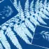 ATELIER CYANOTYPE : IMPRESSIONS BOTANIQUES