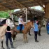 Sortie loisirs : Équitation
