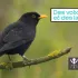Promenade : Identifier les oiseaux à leurs chants