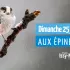 Épinettes : comptage national Oiseaux des jardins