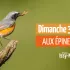 Épinettes : comptage national Oiseaux des jardins