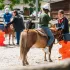 Activités équestres adaptées : "le poney ne juge pas !” 