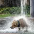 Animaux de compagnie : les bons réflexes en cas de canicule 