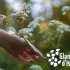 Les Glaneuses d'Issy : des rendez-vous mensuels d'animation autour des plantes sauvages 